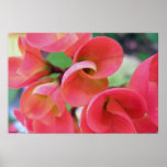 Cactus posters