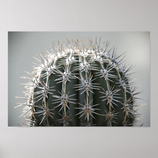 Cactus Print