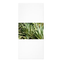 Cactus rack cards