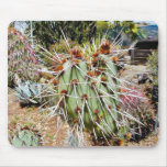 Cactus Spines Thorns Cacti Mouse Pads