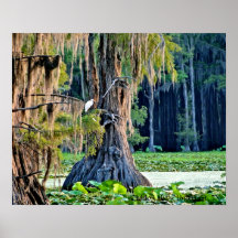 Caddo Lake Poster Cypress Bird 001