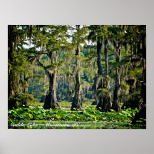 Caddo Lake - Poster Print - Cypress 001
