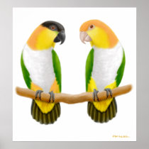 Caique Parrot Love, Caique Parrot Love, Caique ...