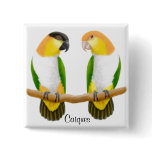 Caique Parrots Pin buttons