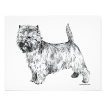 Cairn Terrier Announcement