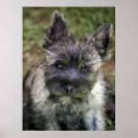 Cairn Terrier posters