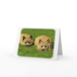 Cairn Terrier puppies 9W048D-007 cards