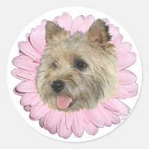 Cairn Terrier Springtime Flower Round Sticker