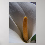 Cala Lily Posters