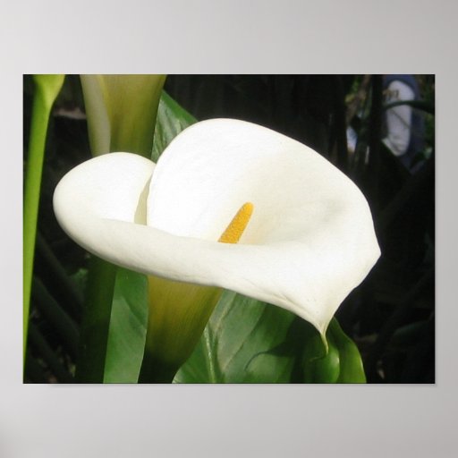 Cala Lily Print
