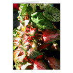 CALADIUM GREETING CARDS