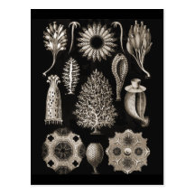 Calcarea Post Cards