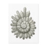 Calcarina clavigera post cards
