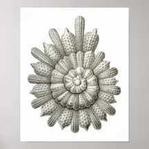 Calcarina clavigera Vintage Animal Fine Haeckel Posters