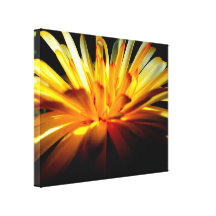 Calendula Close-up Stretched Canvas Print