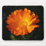 Calendula officinalis mouse mats