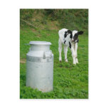 Calf and milk urn post card