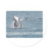 Calf breach stickers