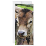 Calf Closeup rack cards