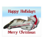 Cali, the Candy Cane Kitty Postcard