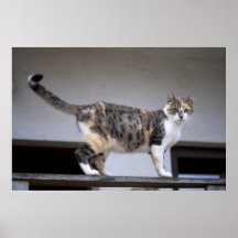 Calico at the balcony posters