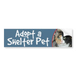 Calico Cat Bumper Stickers/Decals bumper stickers