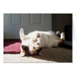 Calico cat cards
