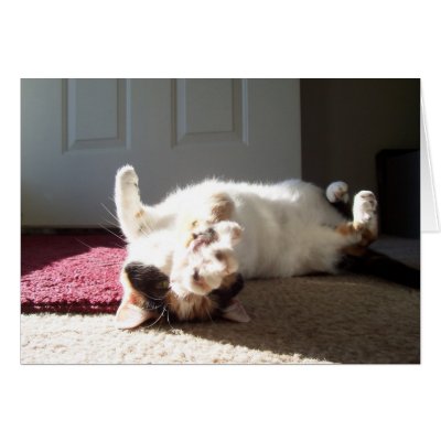 Calico cat greeting card by KheestoneImages