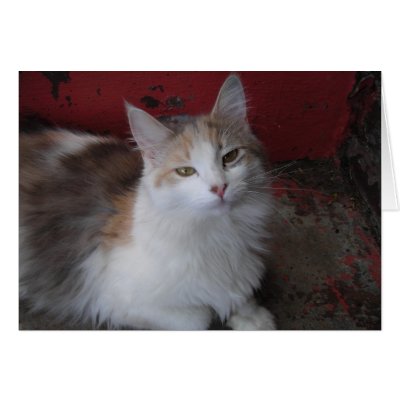 Calico Cat Card by minx267