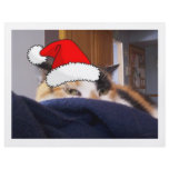 Calico Cat flyers