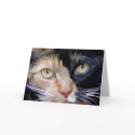 Calico cat greeting card