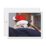 Calico Cat invitations