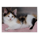 Calico Cat/Kitten Greeting/Note Cards