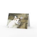 Calico Cat Note Card