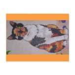 calico cat postcards
