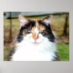 Calico Cat posters