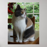 Calico Cat posters