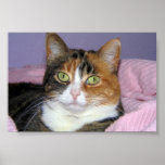 Calico Cat posters