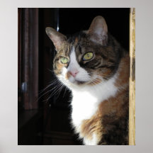 Calico Cat Posters