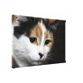 Calico cat´s Night