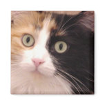 Calico Cat Square Magnet