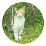 calico cat sticker