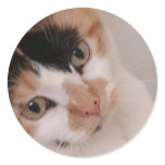 Calico Cat stickers