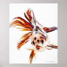 Calico Fantail Comet goldfish (Carassius Print