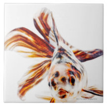 Calico Fantail Comet goldfish (Carassius Ceramic Tiles