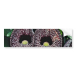 Calico flower, Brazil  flowers bumper stickers