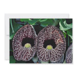 Calico flower, Brazil  flowers invitations