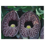 Calico flower, Brazil flyers