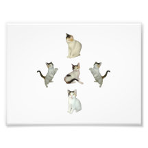 Calico Group Photo