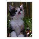 Calico Kitten cards